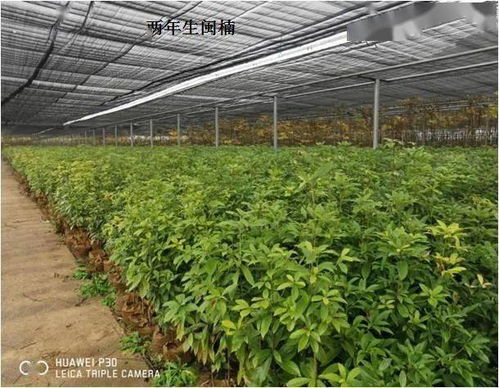 福建省林業(yè)局強化省級保障性苗圃建設 助力林木育苗高質量發(fā)展