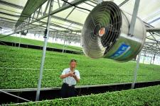 湖北宜昌 茶樹工廠化育苗領跑現代農業(yè)發(fā)展