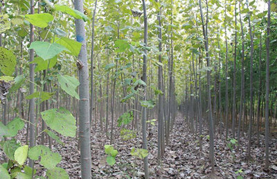 深耕地方特色，推動品牌樹種產業化與林木育苗高質量發展