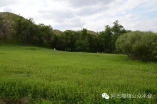 阿巴嘎旗 媒體探訪沙地生態治理成果，育苗造林守護綠色希望